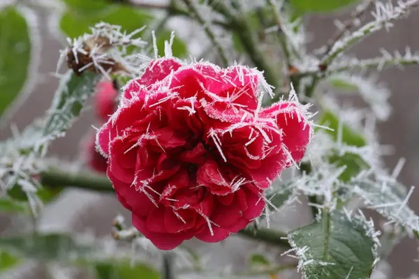 Роза Инеем Цветы Саду Крупным Планом — стоковое фото