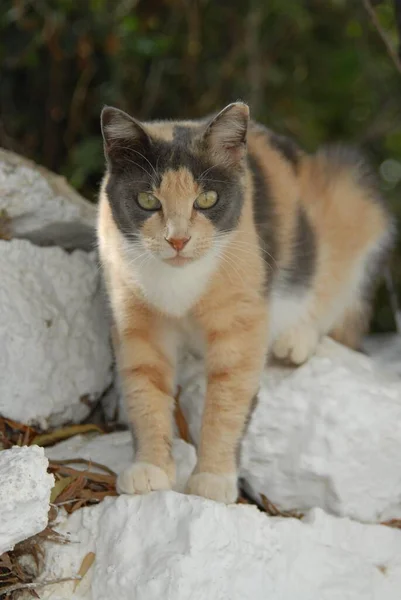 Vacker Tricolor Katt Sitter Stenen — Stockfoto