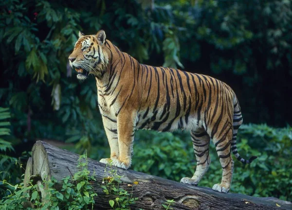 Tigre Sumatra Panthera Tigris Sumatrae Tigre Sumatra — Fotografia de Stock