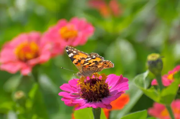 Schmetterling Gemalte Dame Vanessa Cardui Auf Zinnia Zinnia Violacea Blüte — Stockfoto