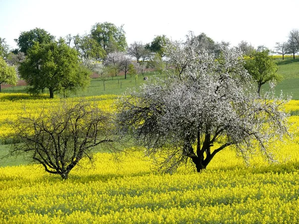 Rapsfelder Rapsfelder Blühen Frühling — Stockfoto