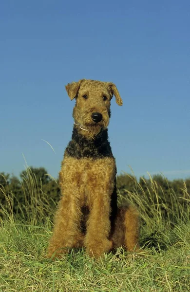 Airedale Terrier Waterside Terrier Bingley Terrier Fci Standaard — Stockfoto