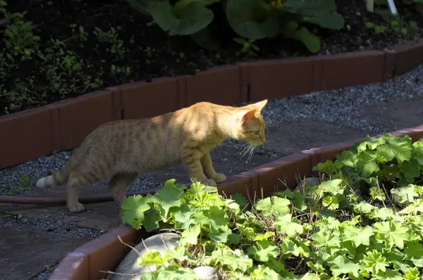 Κόκκινη Γάτα Στον Κήπο — Φωτογραφία Αρχείου