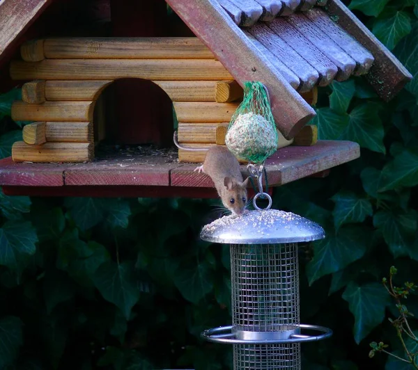 Mouse Alla Casa Degli Uccelli Alimentazione Invernale — Foto Stock