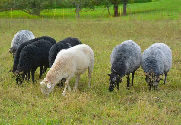 Germany Baden Wrttemberg Eppingen Kraichgau Field Landscape Sheep Paddock Moorland — Stock Photo, Image