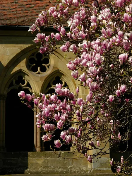 Kwiat Magnolii Klasztorze Maulbronn Badenia Wirtembergia Niemcy — Zdjęcie stockowe