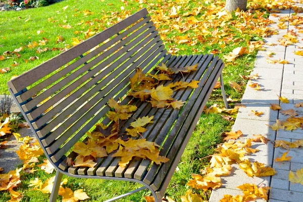 Цветные Кленовые Листья Скамейке Парке Осенью — стоковое фото