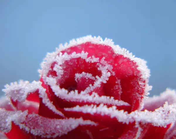Красная Роза Инеем — стоковое фото