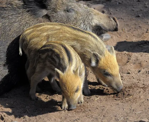 Wild Sow Piglet Wild Boar — Stock Photo, Image