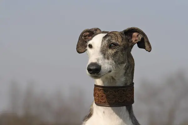 Greyhound Galgo Español Cabellos Ásperos Retrato —  Fotos de Stock