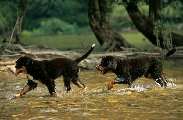 Dois Cachorros Bernese Mountain Dog Macho Água Fci Standard — Fotografia de Stock