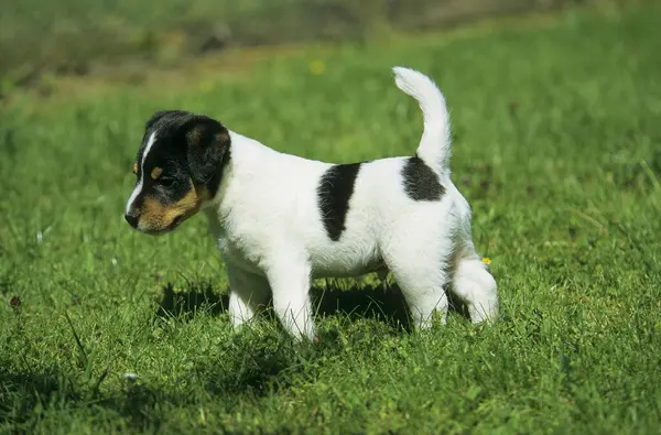 Parson Jack Russell Terrier Puppy Weeks — Stock Photo, Image