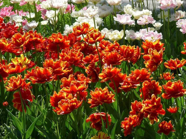 Beautiful Tulip Blossom Summer Garden — Stock Photo, Image