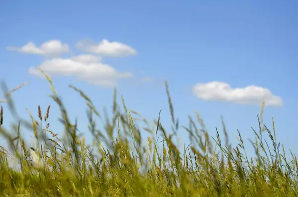 Białe Chmury Błękitnym Niebie Trawy — Zdjęcie stockowe