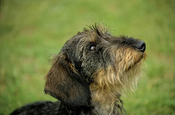 ラフヘアダクシャンド男性 ヶ月年上の子犬 — ストック写真