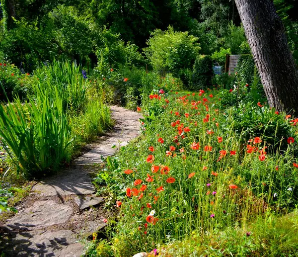 Beautiful Poppy Flowers Blooming Green Field — Stock Photo, Image