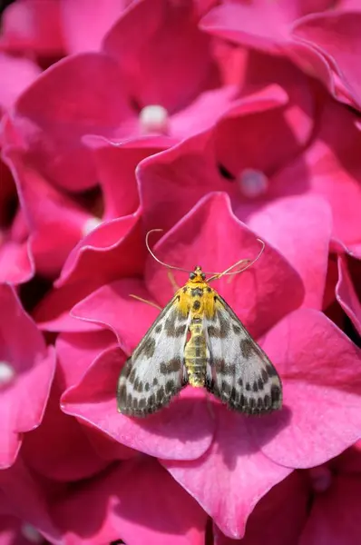 Butterfly on Hydrangea Flower