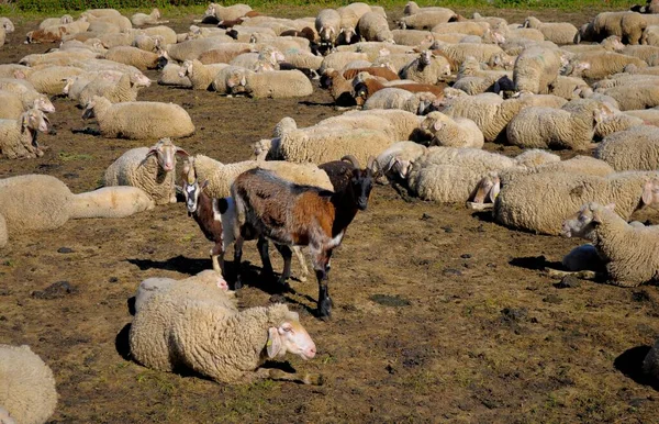 Swabian Jura Village Hepisau Flock Får Penna Getter Mellan Flock — Stockfoto