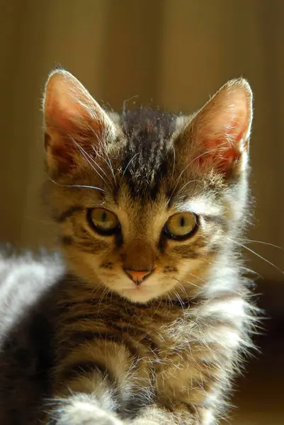 Kociak Domowy Makrela — Zdjęcie stockowe