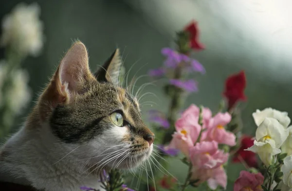 portrait of cat in the flower garden
