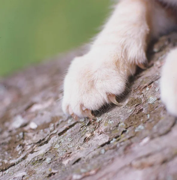 Kočičí Pracka Kmeni Stromu — Stock fotografie