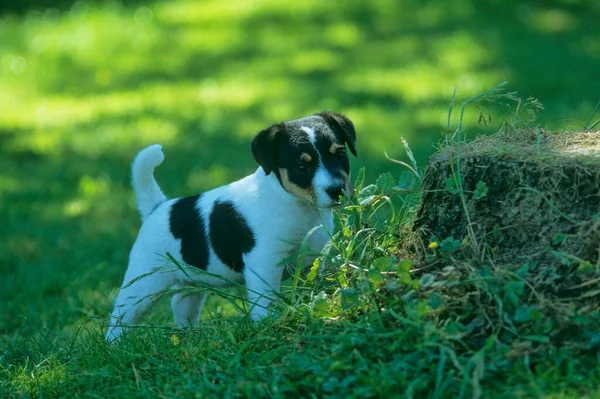 Parson Jack Russell Terrier Cucciolo Settimane — Foto Stock