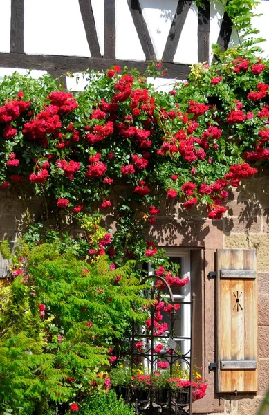 Rosas Escalada Vermelha Mosteiro Maulbronn — Fotografia de Stock