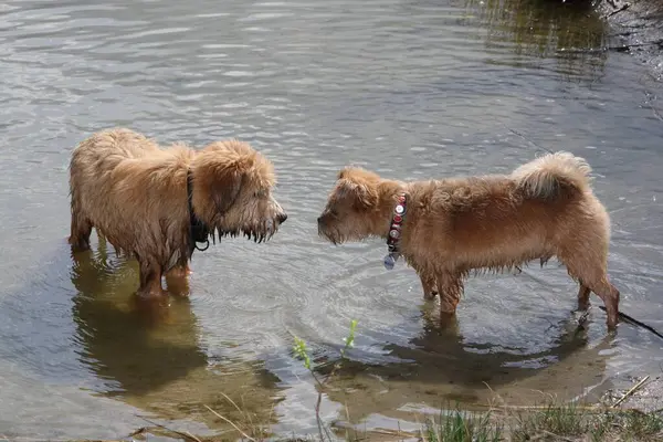 Two dogs sniff each other in the water