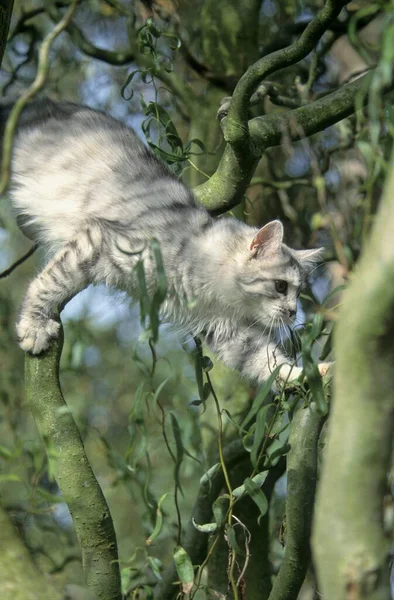 Maine Coon Kot Drzewie Miesięcy — Zdjęcie stockowe