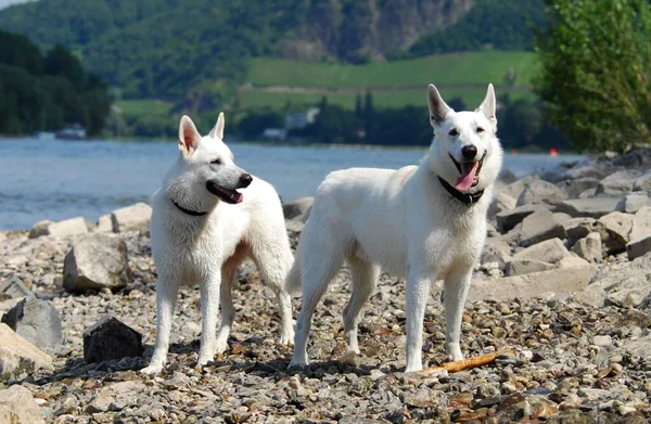 Two White Shepherds Males Standing Side Side Banks River White — Stock Photo, Image