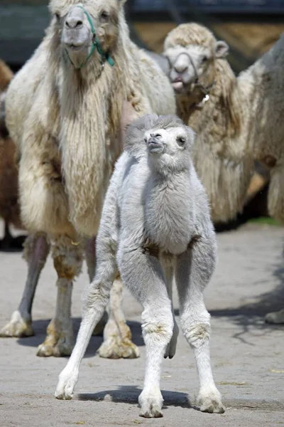 Group Bactrian Camel Zoo — Stock Photo, Image