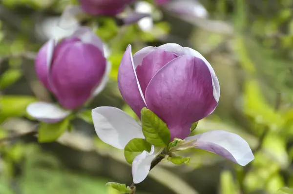 Bosque Negro Del Norte Baden Baden Alemania Magnolia Flor Foto —  Fotos de Stock