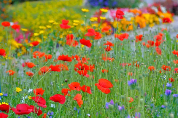 Krásné Makové Květy Kvetoucí Zeleném Poli — Stock fotografie