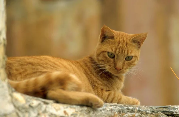 Red White Cat Lie Stone Close View — Stock Photo, Image