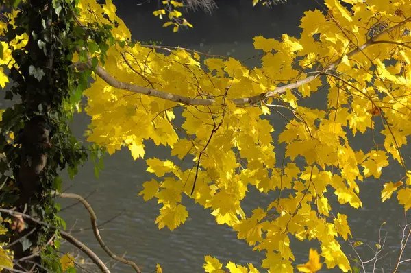 Bunte Ahornblätter Herbst Ahornzweig Bei Maulbronn — Stockfoto