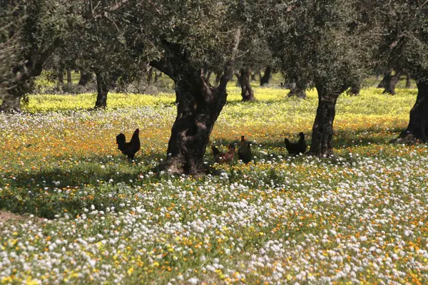 Una Familia Pollos Usa Sombra Los Olivos Túnez África — Foto de Stock