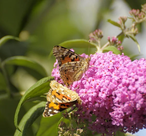 バタフライ ブッシュの2つの蝶 ヴァネッサ カルデイ 夏のライラックの花にシスルバタフライ — ストック写真