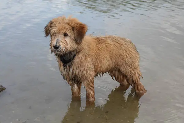 Young herding dog in the water