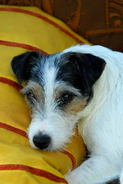 Jack Russell Terrier Tricolour Rough Coated Bitch Lying Sofa Portrait — Foto de Stock