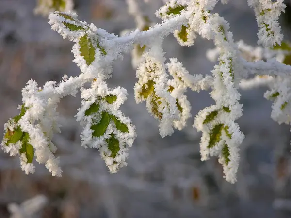 Close View First Hoarfrost Leaves — Stock Photo, Image