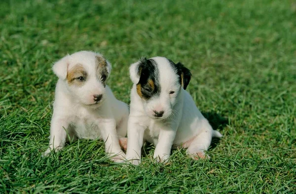 Parson Jack Russell Terrier Yavrusunun Yakın Plan Görüntüsü — Stok fotoğraf
