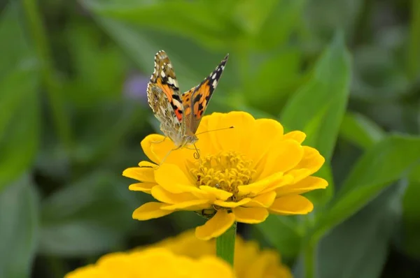Thistle Butterfly Yellow Zinnia Flower — Stock Photo, Image
