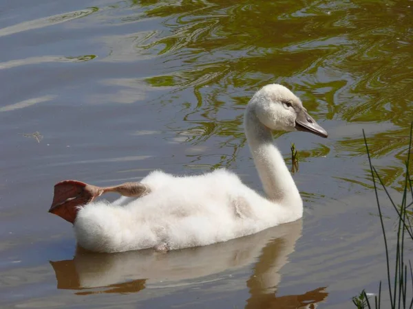 Cisnes Mudos Natureza Selvagem Fotografia Vida Selvagem — Fotografia de Stock