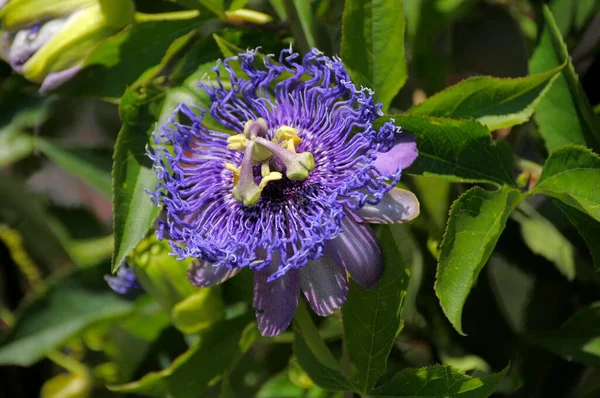 Lake Constance Mainau Island Blue Passion Flower — Stock Photo, Image