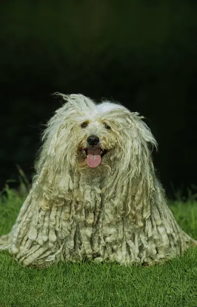 Nahaufnahme Von Puli Hund Posiert Der Natur — Stockfoto