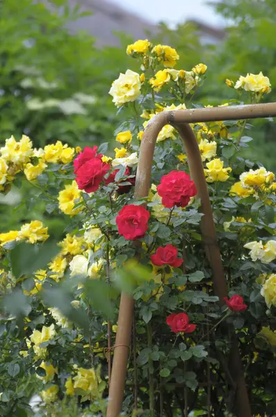 Rosas Rojas Trepadoras Jardín Vista Diurna — Foto de Stock