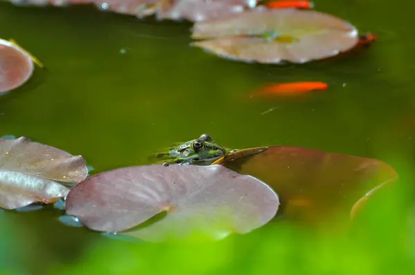 연못에서 개구리의 클로즈업 — 스톡 사진