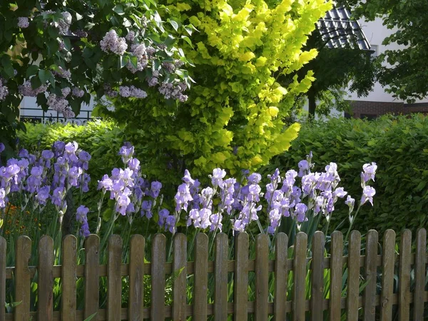 Blaue Iris Blüht Zaun — Stockfoto