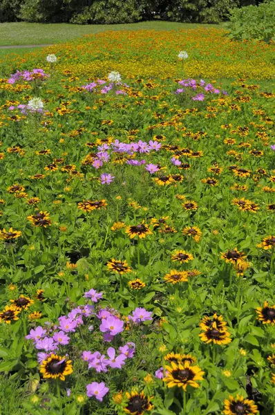 Camas Flores Jardim Verão — Fotografia de Stock