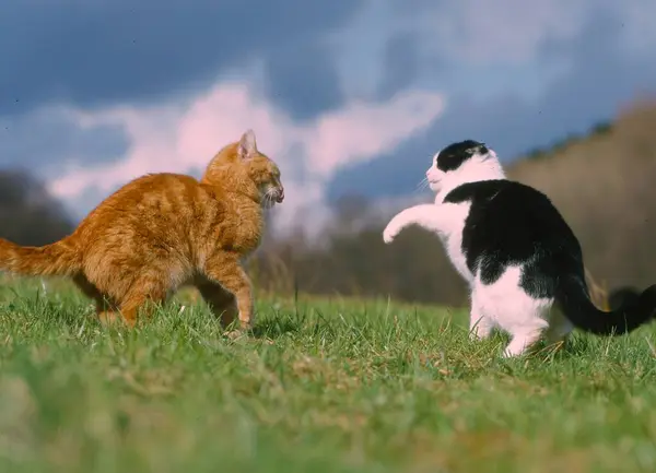 Две Домашние Кошки Играют Траве — стоковое фото